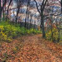 Forest Path in Southern Wisconsin