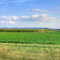 landscape of the cornfields in Southern Wisconsin