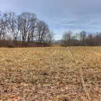 Cornfields at Pewit's Nest Natural Area, Wisconsin