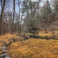 Forest Landscape at Pewit's Nest Natural Area, Wisconsin