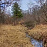 Small Stream at Pewit's Nest Natural Area, Wisconsin