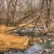 Woods and Stream at Pewit's Nest Natural Area, Wisconsin