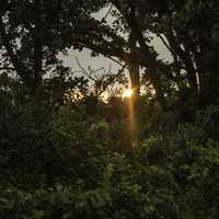 Sunlight coming through the trees at sunset