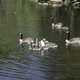 Goose at the Mill Pond