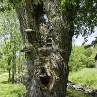 Large Tree by Blacksmith shop