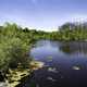 Millpond landscape with water and trees