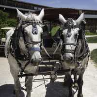 Two white horses pulling a carriage