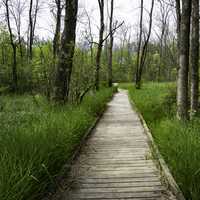 Wooden boardwalk in the trees