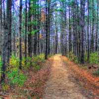 Forest hiking trail at Wildcat Mountain State Park, Wisconsin