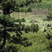 Beaver Dam in Pond at International Crane Foundation