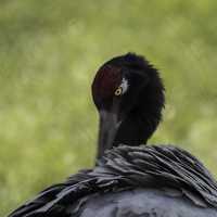 Black Crane Preening Feathers