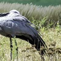 Blue Crane Preening Itself at Crane Foundation