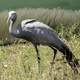 Blue Crane standing up