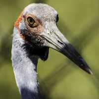 Close-up of Crane Face behind fence