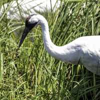 Sandhill Crane in the tall grass