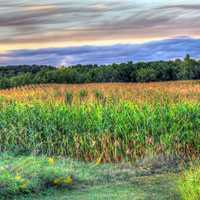 Cornstalks at dusk at Wyalusing State Park, Wisconsin