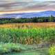 Cornstalks at dusk at Wyalusing State Park, Wisconsin