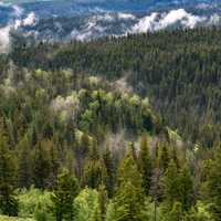 Green Forest landscape in Bridger Teton National Forest