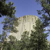 Devil's Tower obscured by trees