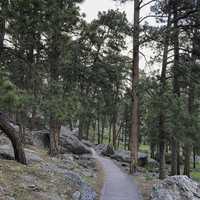 Hiking path between the trees at Devil's Tower