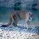 Cougar in Grand Teton National Park, Wyoming