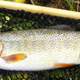 fine-spotted cutthroat trout from Snake River in Grand Teton National Park, Wyoming