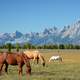 Horses Grazing in the Shadow of the Mountains in Grand Teton National Park, Wyoming