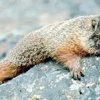 Marmot on the Mountain in Grand Tetons National Park, Wyoming