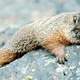 Marmot on the Mountain in Grand Tetons National Park, Wyoming