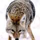 Wild Coyote in Grand Teton National Park, Wyoming