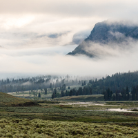 Bison crossing Soda Butte Creek on a foggy morning