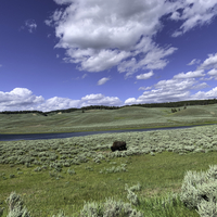 Bison grazing by the river