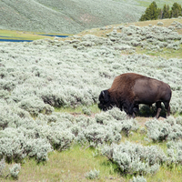 Bison Grazing on Grass