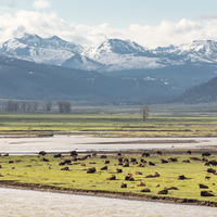 Bison resting near the Lamar River