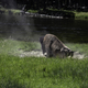 Bison rolling around in dirt