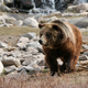 Brown Bear in Yellowstone National Park, Wyoming