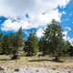 Clouds over the pine Trees