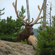 Elk near the road - Cervus canadensis in Yellowstone National Park, Wyoming