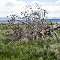 Felled tree in landscape