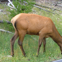 Female Elk in Yellowstone National Park, Wyoming