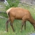 Elk near the road cervus canadensis in yellowstone national park