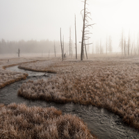 Foggy morning at Tangled Creek