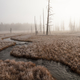 Foggy morning at Tangled Creek