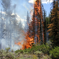 Forest Fire in Yellowstone National Park, Wyoming