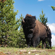 Large Bison wildlife