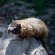 Marmot posing on rock