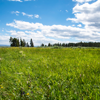 Pretty landscape with green grass