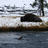 Resting Buffalo near the river at Yellowstone National Park, Wyoming