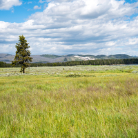 Tall Grass and tree plus mountains