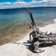 Tree Stump besides the lakeshore